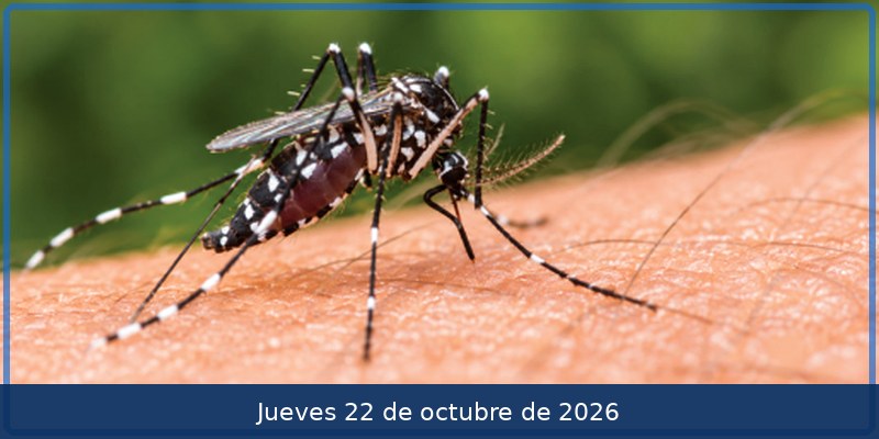 Dengue: ¿Qué hacer si tú o un familiar presenta síntomas?